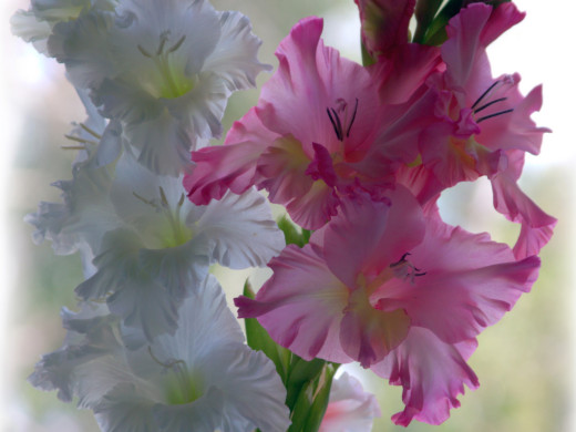 750274 (a): :2592x1944